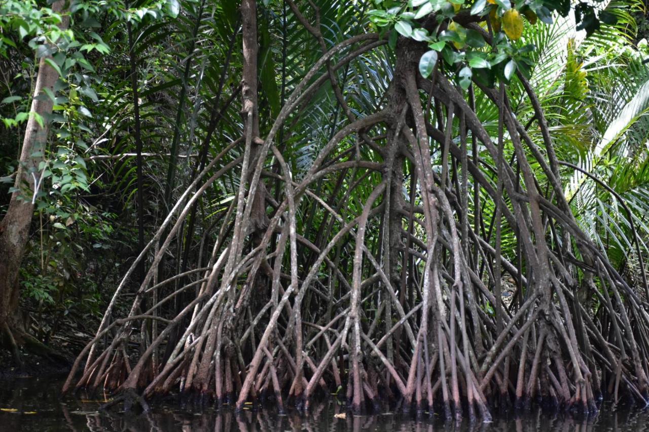 Гостьовий будинок Kampoeng Karst Rammang Rammang Kasijala Екстер'єр фото